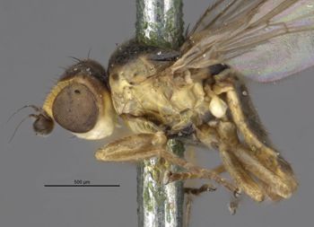 Media type: image;   Entomology 13351 Aspect: habitus lateral view